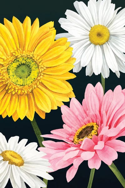 Daisies: Gerbera Daisy I by Grace Popp