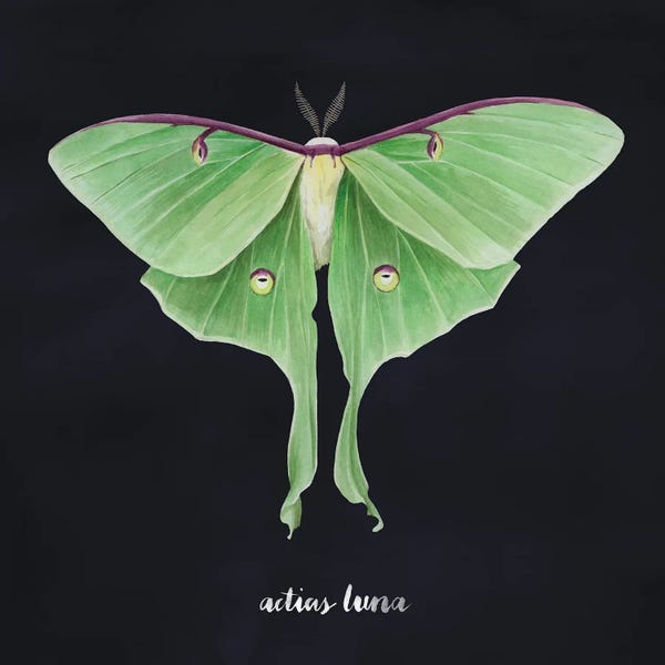 Moths: Luna Moth II by Grace Popp
