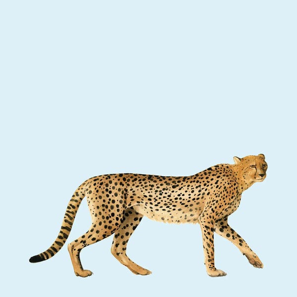 Leopards: Twilight Safari III by Grace Popp