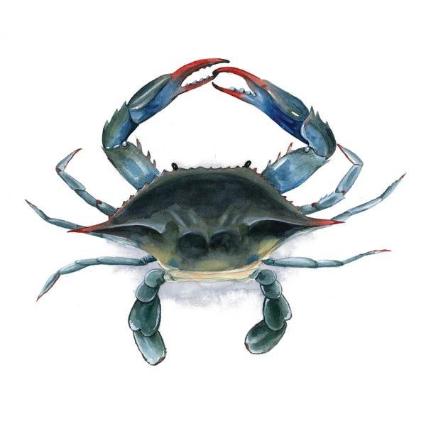 Crabs: Back Bay Catch I by Grace Popp