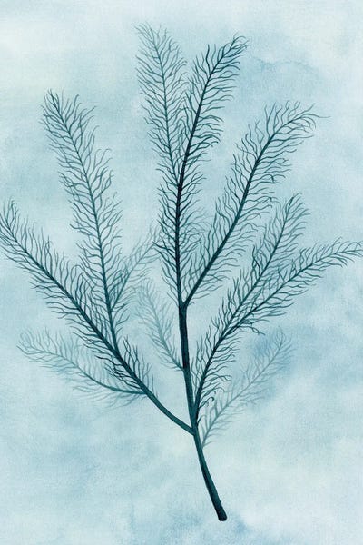 Coral: Clouds And Coral II by Grace Popp