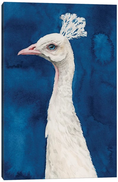 Snowy Peacock II Canvas Art Print - Grace Popp