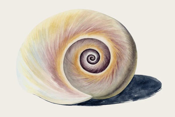 Sea Shells: Spiraling II by Grace Popp