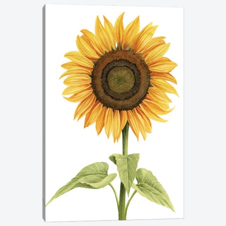 Sunny Flower I Canvas Print #POP2631} by Grace Popp Canvas Artwork
