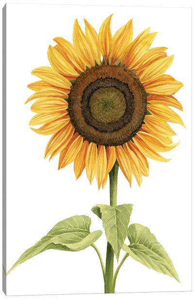 Sunny Flower I Canvas Art Print - Grace Popp