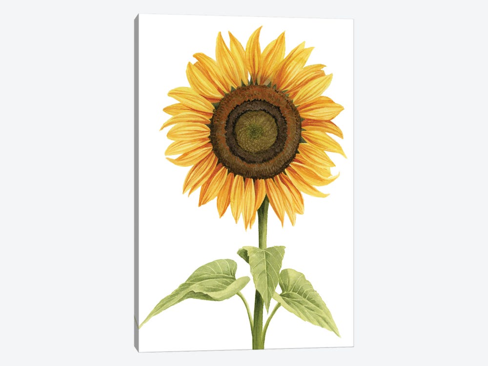 Sunny Flower I by Grace Popp 1-piece Canvas Art Print