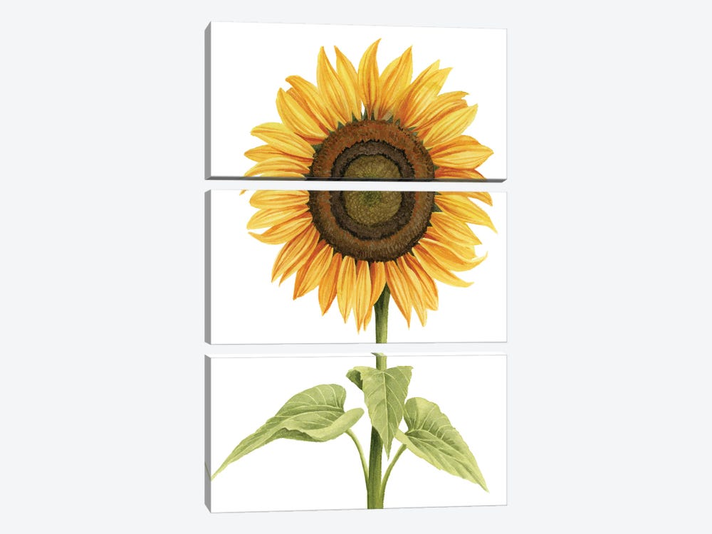 Sunny Flower I by Grace Popp 3-piece Art Print