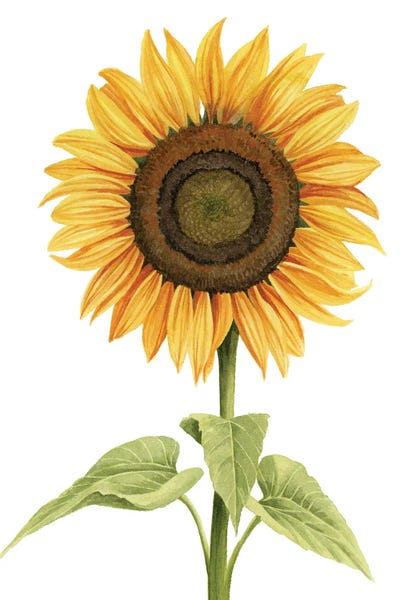 Fine Art Print: Sunny Flower I by Grace Popp