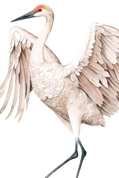 Whooping Crane II by Grace Popp canvas print