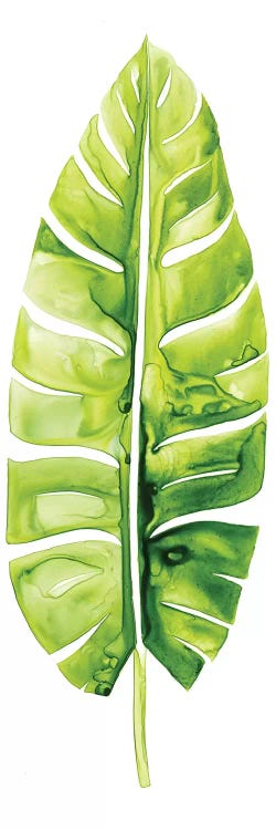 Banana Leaf Study II