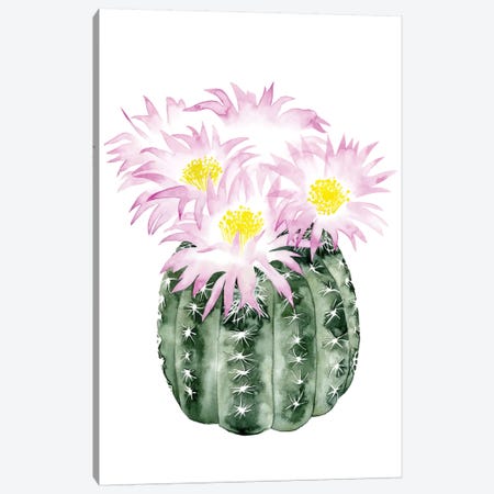 Cactus Bloom I Canvas Print #POP32} by Grace Popp Canvas Wall Art