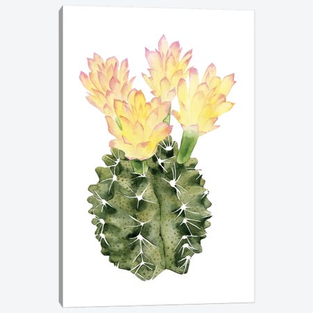 Cactus Bloom II Canvas Print #POP33} by Grace Popp Canvas Art