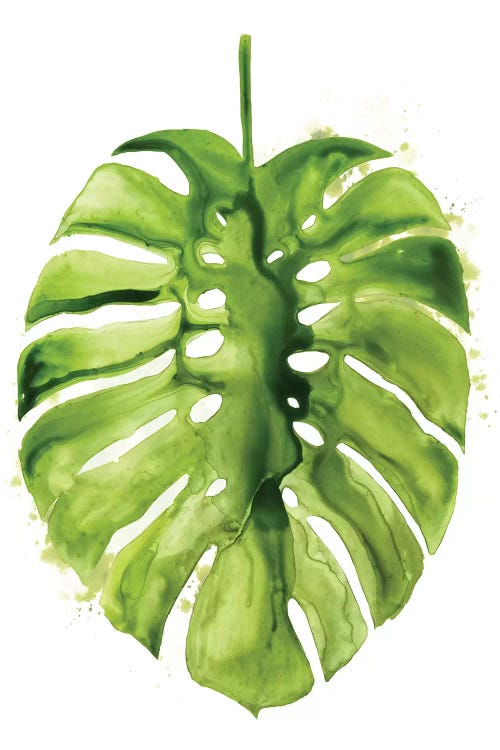 Monstera I