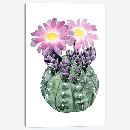 Cactus Bloom IV Canvas Print #POP35} by Grace Popp Art Print