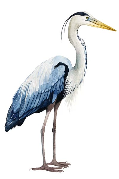 Beach Décor: Seabird Heron II by Grace Popp