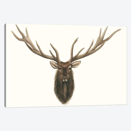 Elk Bust Canvas Print #POP425} by Grace Popp Canvas Print