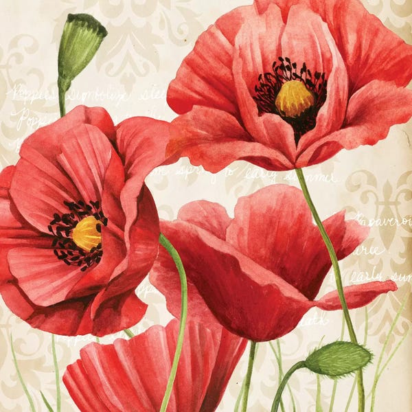 Nature Close-Ups: Poised Poppy I by Grace Popp