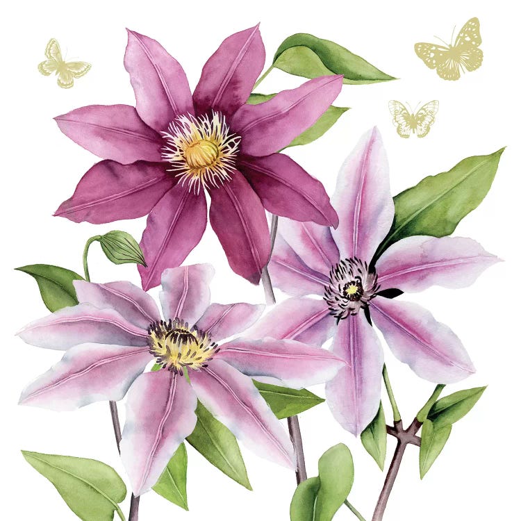 Clematis Climb I