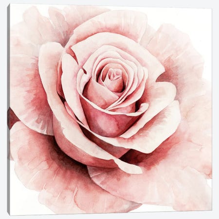 Pink Rose I Canvas Print #POP538} by Grace Popp Canvas Wall Art