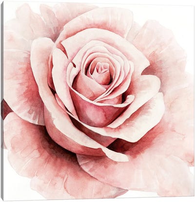 Pink Rose I Canvas Art Print - Valentine's Day Art