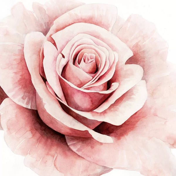Shabby Chic Décor: Pink Rose I by Grace Popp