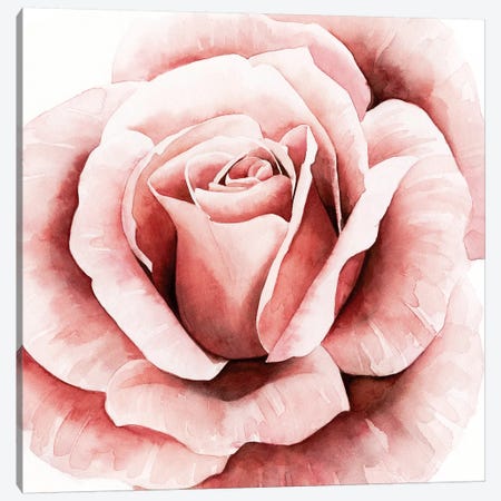 Pink Rose II Canvas Print #POP539} by Grace Popp Canvas Artwork