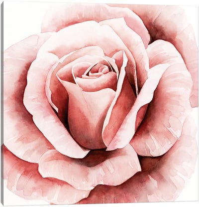 Pink Rose II Canvas Art Print - Shabby Chic Décor