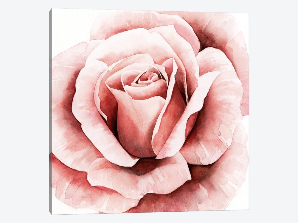 Pink Rose II by Grace Popp 1-piece Canvas Wall Art