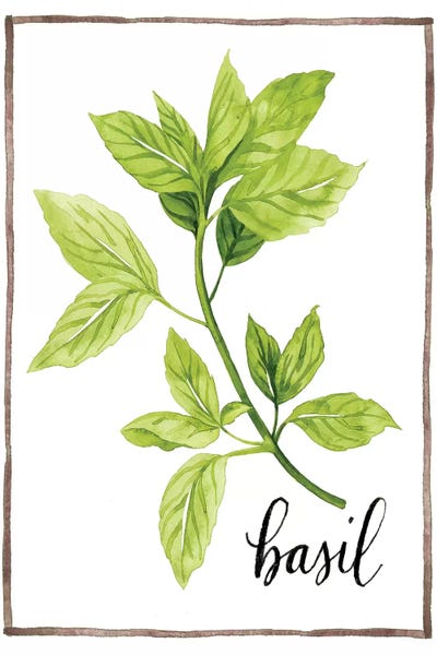 Herbs: Watercolor Herbs I by Grace Popp