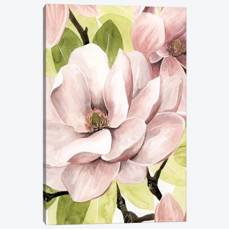 Blush Magnolia II Canvas Print #POP621} by Grace Popp Canvas Art