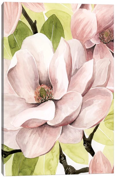 Blush Magnolia II Canvas Art Print - Magnolia Art