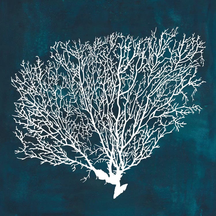 Inverse Sea Fan II