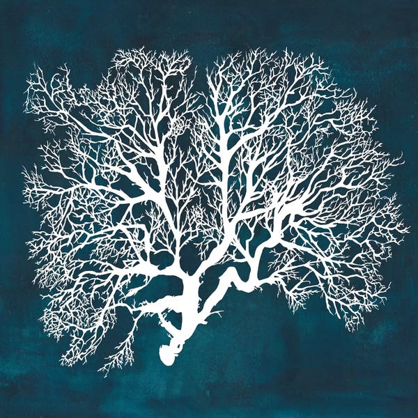 Nautical Décor: Inverse Sea Fan III by Grace Popp