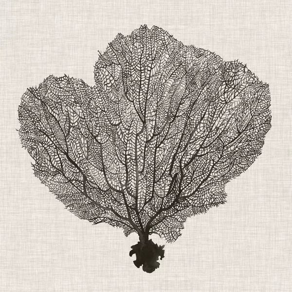 Coral: Shadow Sea Fan I by Grace Popp