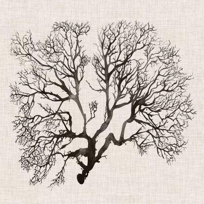 Shadow Sea Fan III by Grace Popp art print