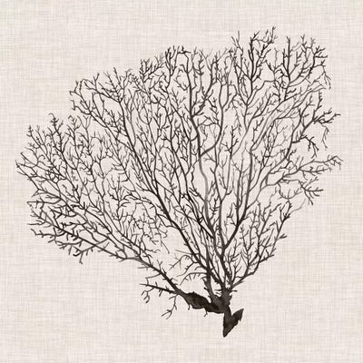 Shadow Sea Fan IV by Grace Popp framed canvas print