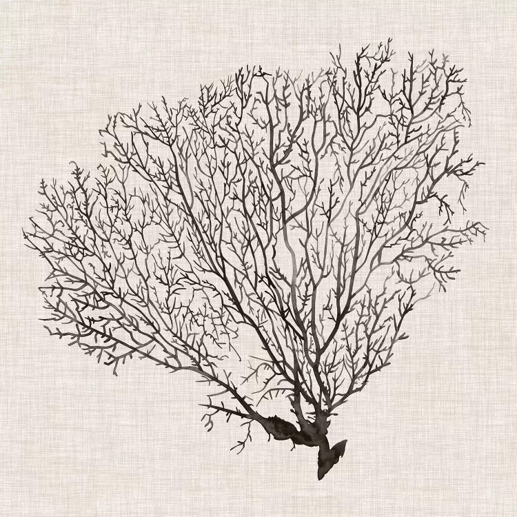 Shadow Sea Fan IV