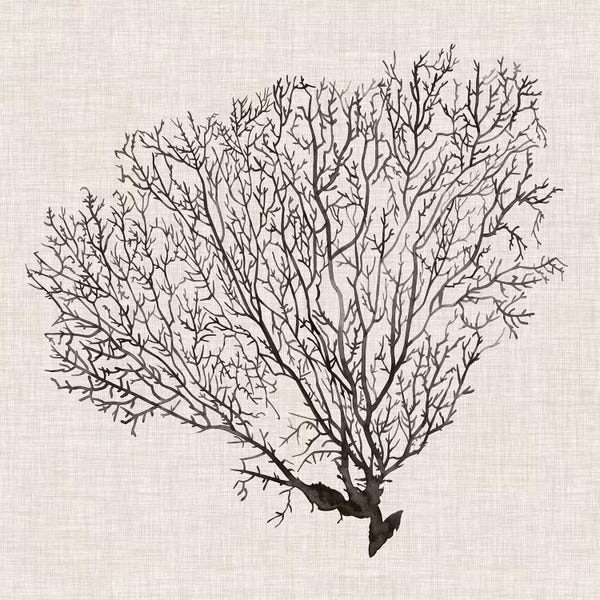 Coral: Shadow Sea Fan IV by Grace Popp