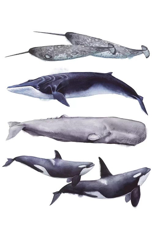 Whale Stack II