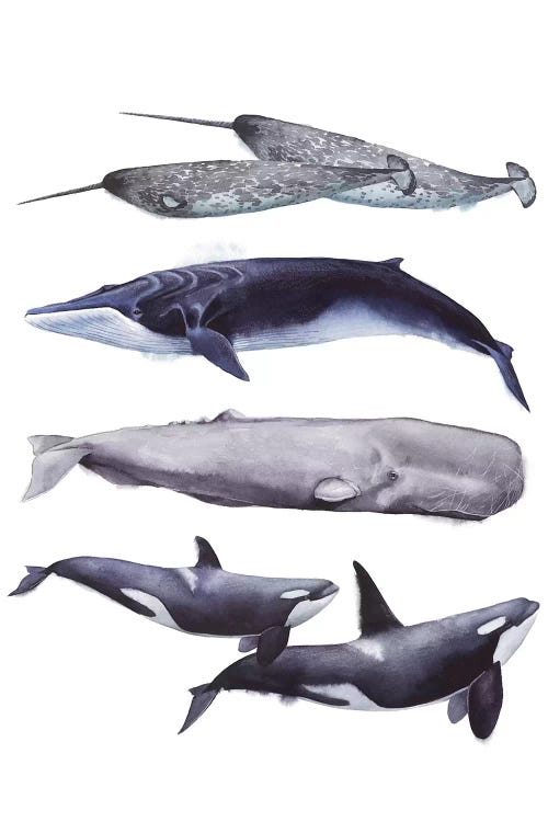 Whale Stack II by Grace Popp wall art