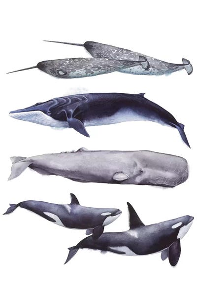 Kids Nautical Art: Whale Stack II by Grace Popp
