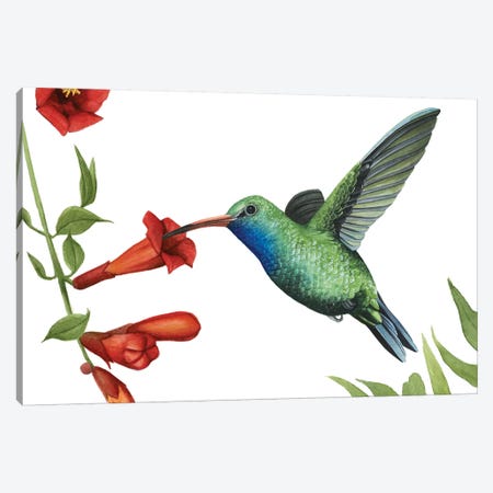 Hummingbird & Flower I Canvas Print #POP902} by Grace Popp Canvas Print
