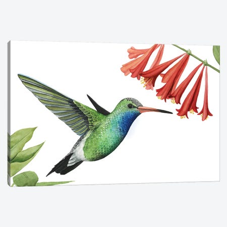 Hummingbird & Flower II Canvas Print #POP903} by Grace Popp Canvas Art Print