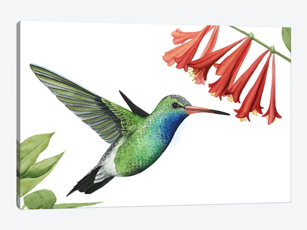 Hummingbird & Flower II by Grace Popp 1-piece Canvas Print