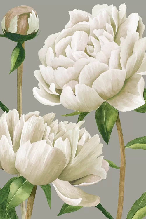 White Peonies I by Grace Popp wall art