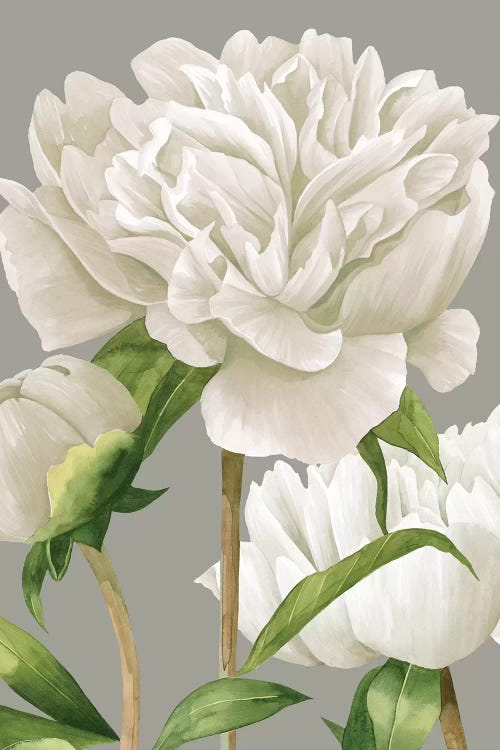 White Peonies II