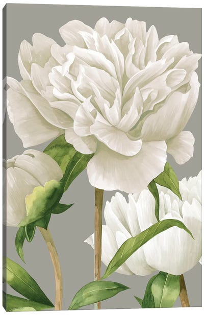 White Peonies II Canvas Art Print - Grace Popp