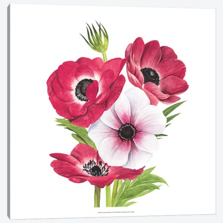 Anemone Blooms II Canvas Print #POP983} by Grace Popp Canvas Art Print