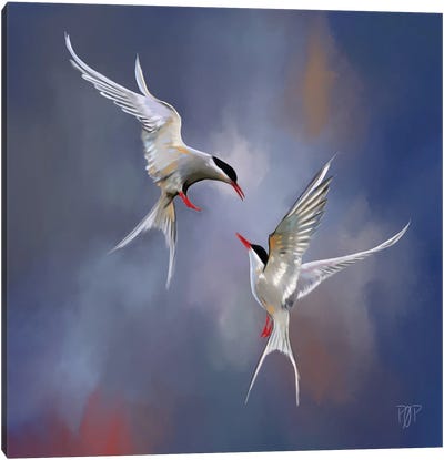 Artic Tern I Canvas Art Print - Terns