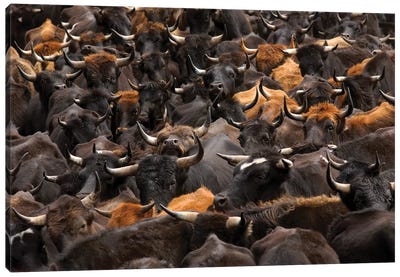 Domestic Cattle Being Herded By Chagra Cowboys At A Hacienda, Annual Overnight Cattle Round-Up, Andes Mountains, Ecuador Canvas Art Print - Pete Oxford